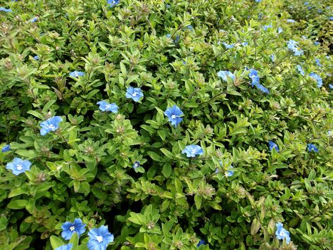 If you’ve ever seen the striking blue daze flowers, also known as Evolvulus glomeratus or dwarf morning glory, chances are you wanted some for your own garden, front yard, or house. These plants have a unique bright blue color. Not purple that looks blue, but true blue, which is actually quite rare in the flower … The post How Do You Grow Those Striking “Blue Daze” Flowers? appeared first on Amaral Farm. Evolvulus Blue Daze, Blue Daze Evolvulus, Blue Daze Landscaping, Blue Daze Plant, Blue Flowering Plants, Garden Front Yard, Growing Poppies, Blue Morning Glory, Bright Blue Color