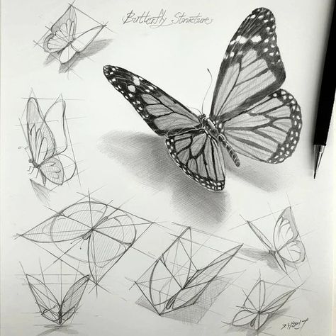 Butterfly Sketch, Structural Drawing, Perspective Drawing Lessons, Drawing Hair, Object Drawing, Drawing Studies, Perspective Art, Butterfly Drawing, Arte Sketchbook