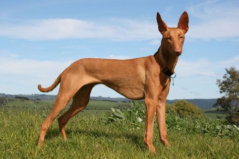 The Least Popular Dog Breeds to Own Page 2 - Dog Breeds World's Most Expensive Dog, Ancient Dogs, Hound Dog Breeds, Most Expensive Dog, Ancient Dog Breeds, Expensive Dogs, Every Dog Breed, Pharaoh Hound, Beautiful Dog Breeds