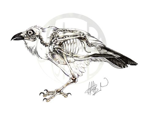 Corvus corax: Common Raven Skeleton on Behance Crow Skull Tattoo, Raven Skeleton, Common Raven, Skeleton Drawing, Bird Bones, Art Skeleton, Skeleton Drawings, Animal Skeletons, Crow Skull