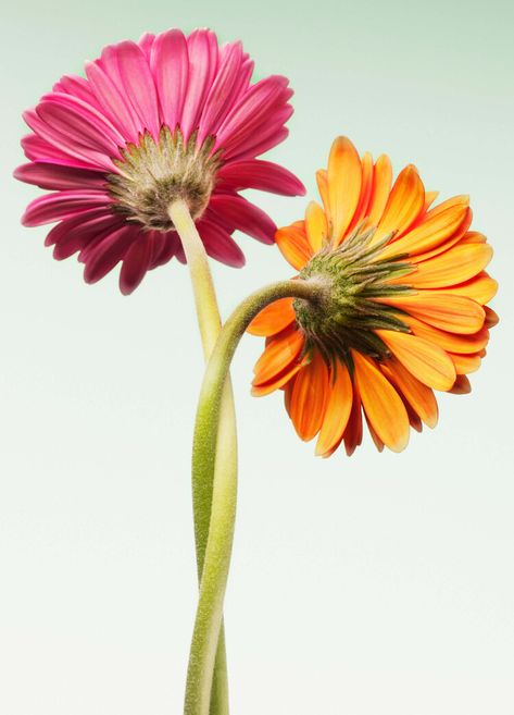 Friendship Is Scientifically Proven to Be Really Good for You — Prevention Kiwi Berries, Song Of Songs, Family Stock Photo, Gerbera Daisies, Green Ivy, Happiness Project, Lifestyle Illustration, Science Photos, Gerbera Daisy