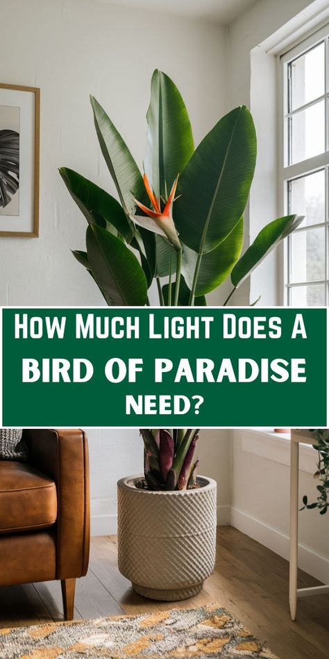 "Bird of Paradise plant care, Bird of Paradise light requirements, Indoor 
plant lighting, Bird of Paradise sunlight needs, Plant care tips, 
Houseplant lighting, Tropical plant care, Indoor gardening, Bird of 
Paradise care guide, Plant light exposure." Bird Of Paradise Plant Indoor, Birds Of Paradise Plant, Indoor Grow Lights, Bird Of Paradise Plant, Lucky Plant, Paradise Plant, Birds Of Paradise Flower, Magic Herbs, Succulent Garden Diy