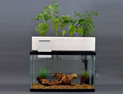 aquaponics kits | green blue box, aquaponics, hydroponic garden, fish tank, garden fish ... Aquaponic Design, Indoor Aquaponics, Aquaponics Kit, Aquaponics Greenhouse, Backyard Aquaponics, Aquaponics Fish, Aquaponics Diy, Aquaponic Gardening, Aquaponics System