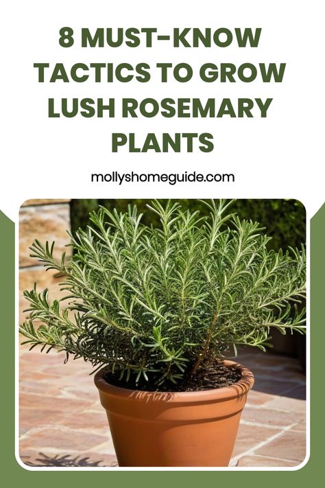 Learn the simple and effective method on how to grow rosemary from cuttings. Discover step-by-step instructions on propagating your own rosemary plants at home. Save money and create a sustainable herb garden by following these easy techniques. Watch your rosemary cuttings flourish and thrive with these expert tips. Perfect for beginners or seasoned gardeners looking to expand their plant collection. Enjoy the process of growing, nurturing, and harvesting your own fresh rosemary straight from yo Rosemary Plants In Pots, How To Plant Rosemary, How To Prune Rosemary, Rosemary Cuttings, Rosemary From Cuttings, Prune Rosemary, Rosemary Plant Care, Growing Rosemary Indoors, How To Grow Rosemary