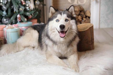 Wooly Husky, Wooly Siberian Husky, Husky Facts, Husky Puppies For Sale, My Husky, Siberian Huskies, Types Of Coats, A Husky, Husky Puppy