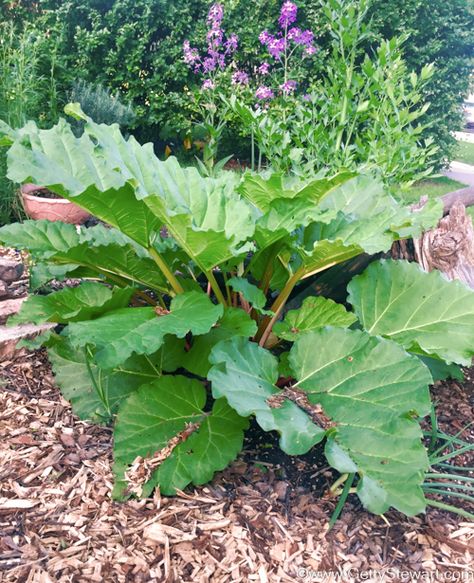 Rhubarb Landscaping, Ice Cream Custard, Stewed Rhubarb, Growing Rhubarb, Cake Pancakes, Rhubarb Plants, Cream Custard, Homegrown Food, Custard Cake