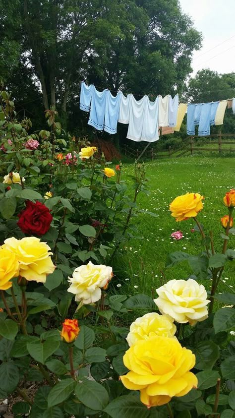 - Clothes Hanging, Country Scenes, Farms Living, Down On The Farm, Country Farm, Clothes Line, Rose Garden, Country Life, Country Cottage