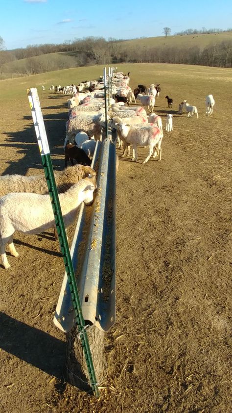 Sheep feeder made from guardrail Sheep Feeders Ideas, Sheep Feeding Ideas, Hay Feeder For Sheep, Sheep Farm Aesthetic, Sheep Feeders, Creep Feeder For Lambs, Sheep Mineral Feeder, Sheep House, Goat Feeder