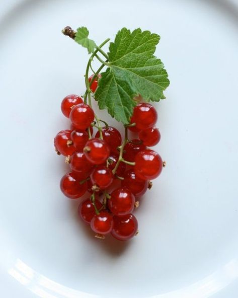 Red Currants, Fruit Picture, Red Currant, Fruit Photography, Fruit Painting, Weird Food, Fine Art Photography Print, Red Fruit, Fruit And Veg