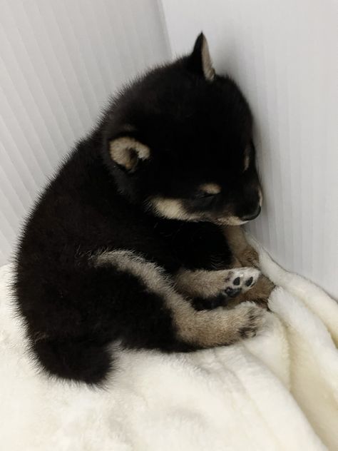 Black Shiba Inu Puppy, Puppy Black And White, Black Shiba, Puppy Black, Shiba Inu Puppy, Chiba, Shiba Inu, Black Aesthetic, Puppy Love