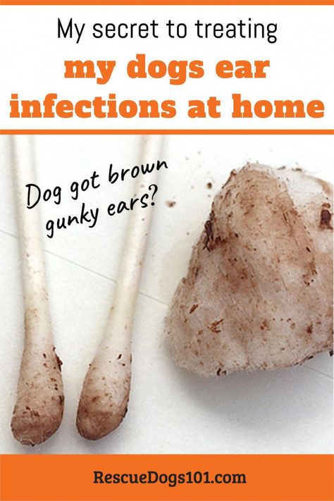 (Case Study) A quick & easy way to treat your dogs ear infection without going to the vet with this over-the-counter ear cleaner. See before and after picts... Yeast In Dogs Ears, Itchy Dog Ears, Natural Dog Ear Cleaner, Yeast In Dogs, Dog Ear Mites, Dog Ear Wash, Homemade Dog Shampoo, Cleaning Dogs Ears, Dogs Ears Infection