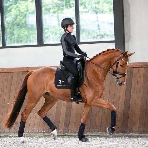 Riding Instructor, Equestrian Horses, Horsey Life, Horse Arena, Show Jumping Horses, Horse Dressage, Horse And Rider, Horse Quotes, Sport Horse