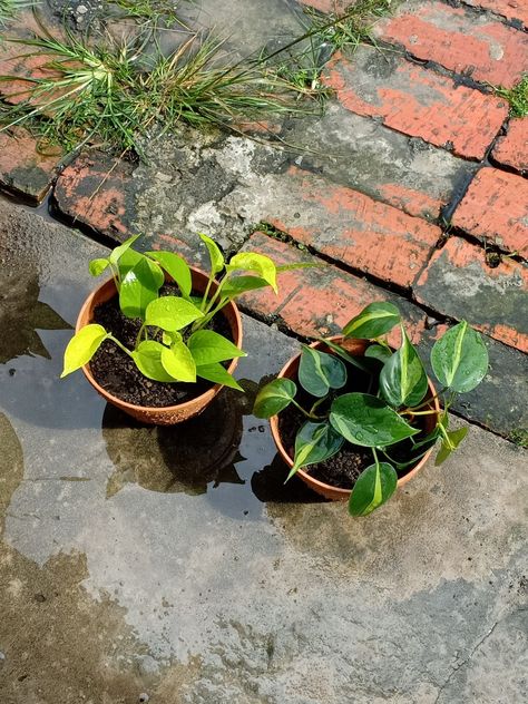 Philodendron Brasil, Neon Pothos, Elemental Powers, Plant Aesthetic, Plant Life, Garden Landscaping, House Plants, Flower Garden, Neon