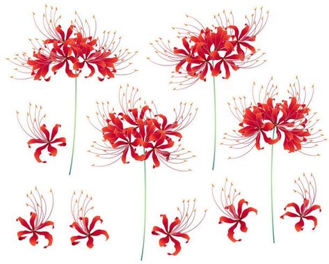 red spider lily meaning Lily Drawing Tattoo, Spider Lily Drawing, Lily Drawing, Lilies Drawing, Red Spider Lily, Spider Lily, Drawing Tattoo, Lily Tattoo, Japanese Tattoo Art