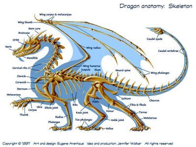 Dragon anatomy Dragon Skeleton, Dragon Anatomy, Dragon Bones, Skeleton Anatomy, Dragon Sketch, Dragon Rider, Dragon Wings, Anatomy Drawing, Mythological Creatures