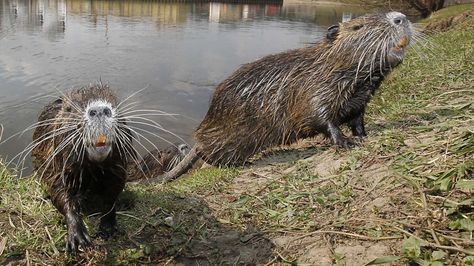 Nutria: River Rats Only a Mother Could Love https://trib.al/MyGQCXP Nutria Rat, River Rat, The Amazing Race, Animal Teeth, American Ninja Warrior, The Burrow, Dog Water Bottle, Ninja Warrior, Amazing Race