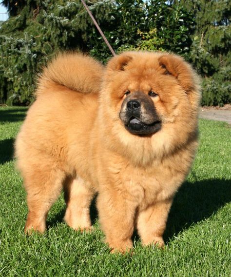 Chow chow Cute Chow Chow Puppies, Cute Chow Chow, Chow Chow Dog Puppy, Perros Chow Chow, Chow Chow Puppies, Chow Dog Breed, Chow Puppies, Corgi Breeds, Chow Chow Dog