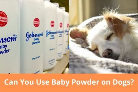 Baby Aspirin For Dogs, Flea Powder For Dogs, Dog Gravy, Sulphur Powder, Baby Powder Uses, Flea Powder, Bubble Diy, Smelly Dog, Flea Infestation