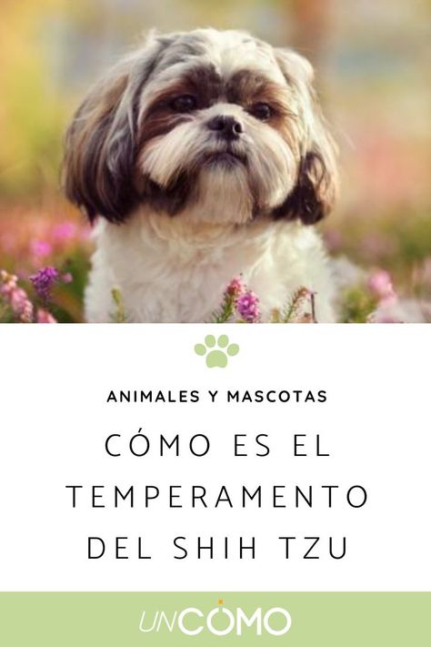 ¿Cómo es el temperamento del Shih Tzu? Aprende sobre ellos. 🐕 #shihtzu #temperamentodelshihtzu #perros #razadeperroshihtzu #razasdeperros #animales #mascotas Perro Shih Tzu, Shih Tzu, Dogs, Animals