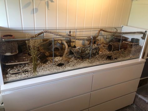 Mice Tank Setup, Naturalistic Mouse Enclosure, Natural Mouse Enclosure, Mice Cage Setup, Pet Mouse Enclosure, Naturalistic Hamster Enclosure, Mice Enclosure Ideas, Mice Cage Ideas, Mouse Terrarium