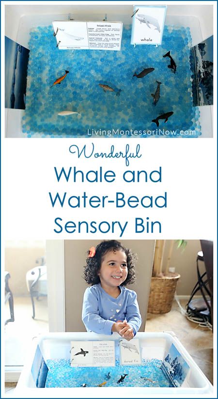 This "W is for wonderful whale and water-bead sensory bin," is part of the A-Z of Animals Series. Post includes links to free printables & a YouTube video, too. Jonah And The Whale Craft For Toddlers, Jonah Vbs, Whale Activities, Asd Activities, Whale Crafts, Shark Whale, Sensory Tubs, Whale Theme, Sea Activities