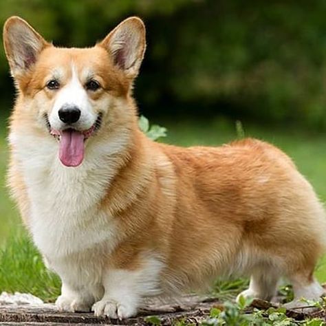 Corgis are just adorable lowriders. #corgi #corgipuppy #cute #dog #dogs #puppy #puppylove #adorable #lowrider Corgi Dog Breed, Corgi Facts, Cute Corgi Puppy, Pembroke Welsh Corgi Puppies, Corgi Pictures, Welsh Corgi Puppies, Corgi Pembroke, Corgi Mix, Corgi Puppy