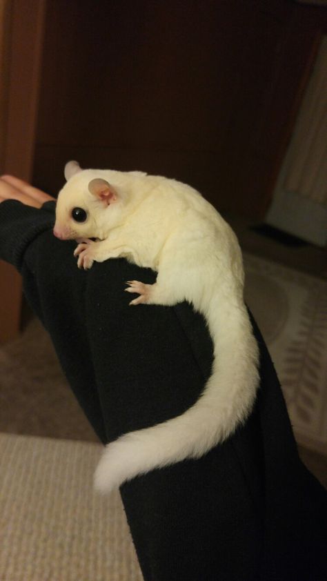 Glider Tattoo, Sugar Glider Habitat, Sugar Glider Cute, Cute Sugar Glider, Sugar Glider Pet, Sugar Glider Cage, Cute Animal Tattoos, Exotic Pet, Animals Tattoo