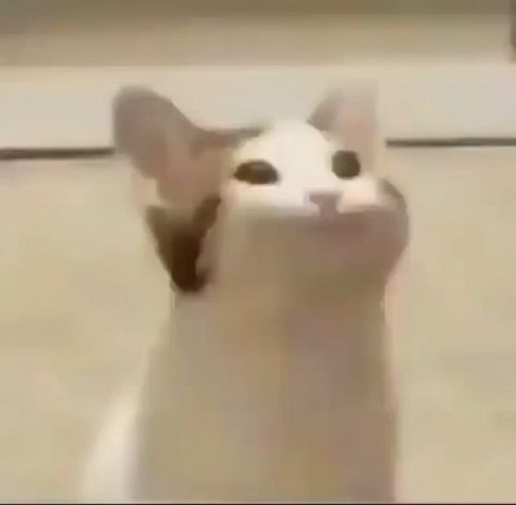 funny gifs for all of cats, dogs, and every thinngs Cat Animated, Dogs And Humans, Pop Cat, Kitten Gif, Silly Dogs, Funny Cats And Dogs, Cat Icon, Big Mouth, Cute Cat Gif