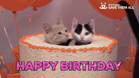 New trending GIF on Giphy Happy Birthday Kittens, Happy Birthday Kitten, Birthday Animated Gif, Kitten Cake, Instagram Likes And Followers, Birthday Cake Gif, Happy Birthday Cat, Birthday Cat, Kitten Birthday