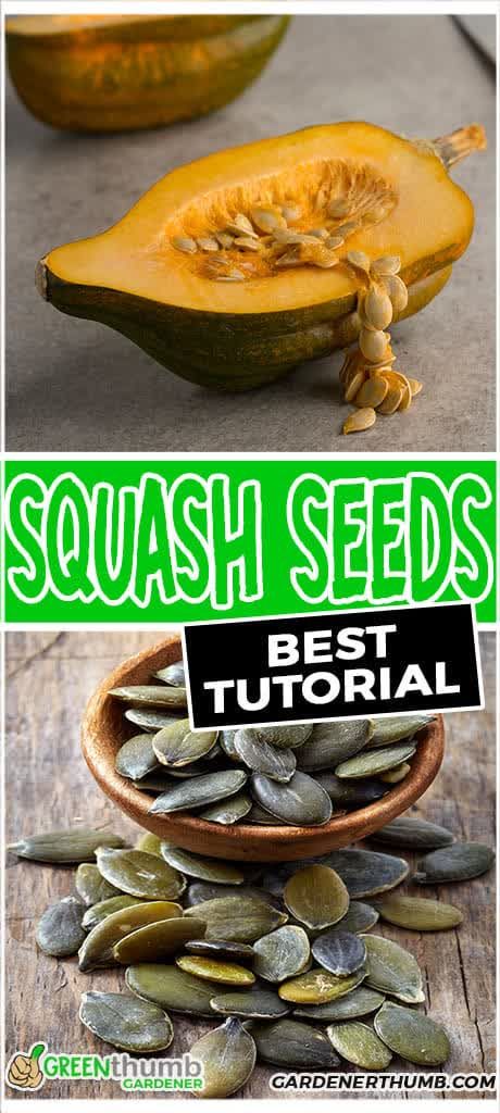 Learning how to save squash seeds could not be easier with our guide. Saving seeds from your squash will allow you to plant more in your garden for next year. #savingseeds #savesquashseeds Saving Squash Seeds For Next Year, How To Prepare Squash, Carnival Squash, Squash Types, Squash Flowers, Growing Squash, Squash Plant, Squash Varieties, Squash Seeds