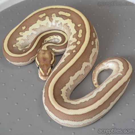 Pet Ball Python, Ball Python Pet, Ball Python Snake, Python Royal, Snake Cute, Dream Snake, Snake Pet, Pet Aesthetic, Python Morphs