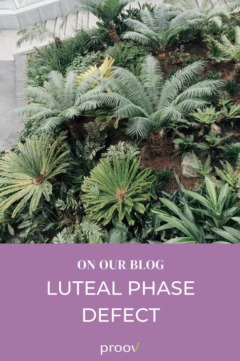 Follicular Phase Symptoms, Late Luteal Phase, Luteal Phase Defect, Follicular Phase, Short Luteal Phase, Phase 10 Extra Phases, Hormone Balancing, Have You Ever, Fertility