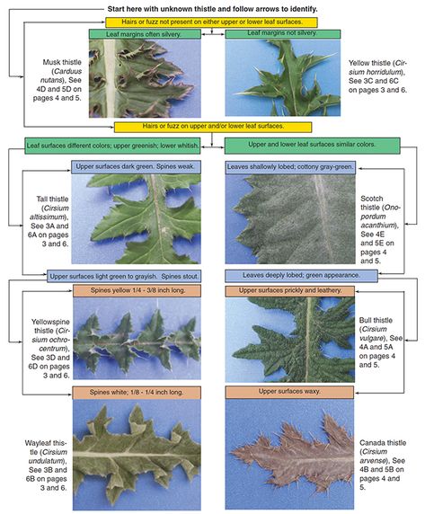 Musk, scotch, and Canada thistles are labeled as noxious weeds in all Oklahoma counties, learn how to identify and control the different types of these weeds. Calendar Time, Invasive Plants, Oklahoma State University, Scottish Thistle, Oklahoma State, Fact Sheet, Fruit Trees, State University, Scotch