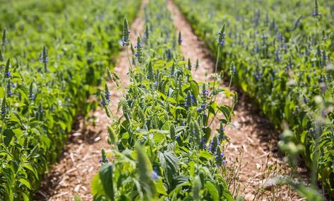 A field of Salvia hispanica – the plant from which chia seeds are harvested – growing in Essex. Salvia hispanica was previously thought not to grow to maturity in the UK climate but the Fairs have selected a strain that has ripened and yielded well on their Essex farm. They already grow a range of crops not usually seen in Britain, including quinoa, camelina and naked barley. Chicken Fodder, Growing Chia Seeds, Vegan Egg Substitute, Salvia Hispanica, Fava Beans, The Harvest, Chia Seeds, Plant Based Diet, Barley