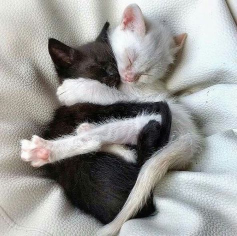 So sweet. Salt and pepper. There is no evil in a black kitten, but a lot of love and cuteness. White Cats, Cat Person, Cute Cats And Kittens, Cute Animal Pictures, Sweet Animals, Pretty Cats, So Sweet, Beautiful Cats, White Cat