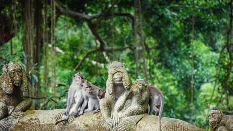 Ubud Monkey Forest - Park Review | Condé Nast Traveler Monkey Sanctuary, Bali Bucket List, Things To Do In Bali, Bali Surf, Uluwatu Temple, Bali Honeymoon, Monkey Forest, The Sound Of Waves, Bali Island