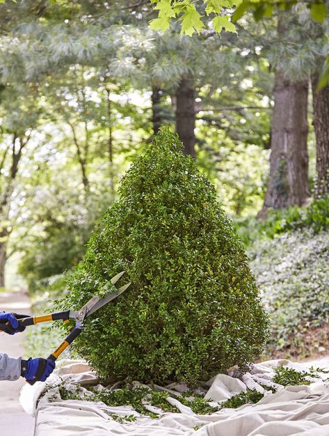 How and When to Prune Boxwood—7 Must-Know Tips Boxwood Shrubs, Pruning Apple Trees, American Boxwood, Boxwood Landscaping, Box Wood Shrub, Boxwood Garden, Compost Tea, Foundation Planting, Plant Tags