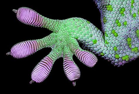 the gecko effect Karma Chameleon, Paw Logo, Colorful Snakes, Nature Projects, Bio Art, Komodo Dragon, Boy George, Creature Concept Art, Reptiles And Amphibians