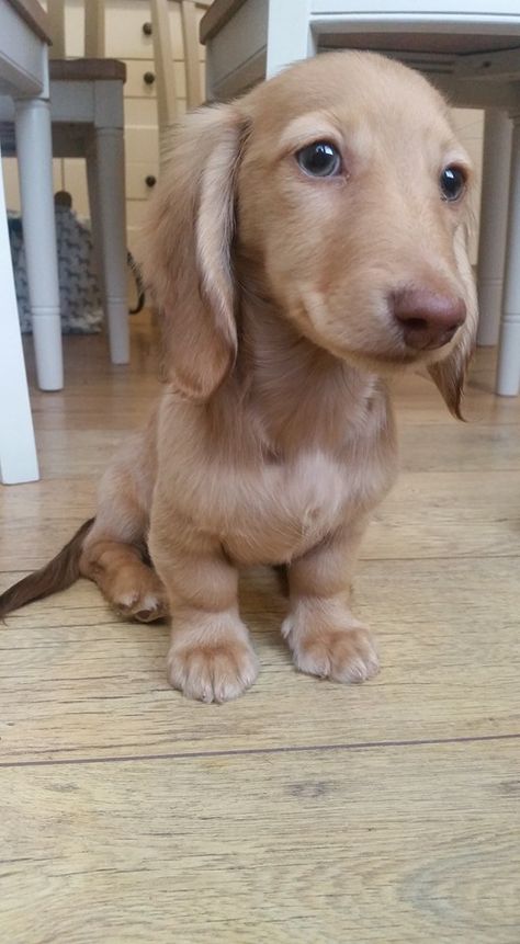 Mini Duchound Puppy, Mini Dachshund Short Haired, Mini Duchound, Mini Dauschaund Puppy, Mini Long Haired Dachshund Full Grown, Fluffy Sausage Dog, Mini Daschund Puppy, Mini Dauchsands, Dauchand Puppy