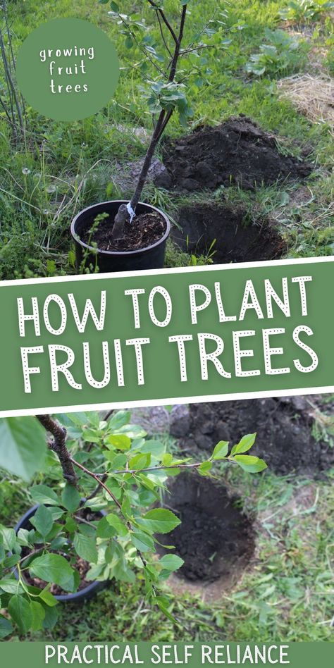 How to Plant Fruit Trees: Grow Your Own Food - Learn how to grow fruit trees the proper way and when to plant fruit trees. Also, learn about planting bare root and container fruit trees. how to plant fruit trees in a pot | how to plant bare root fruit trees How To Plant Fruit Trees, How To Plant Apple Trees, Apple Tree In Backyard, Planting Fruit Trees In Yard, Where To Plant Fruit Trees In Yard, When To Plant Apple Trees, How To Care For Fruit Trees, Planting Trees, Fruit Tree