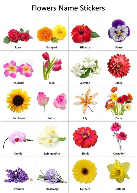 Flowers Name In English, Flowers Kindergarten, Flowers Name List, Flowers Name, Flower Chart, List Of Flowers, Different Types Of Flowers, Flower Guide, Flower Meanings