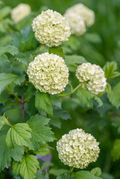 Snowball bush viburnum (Viburnum x carlcephalum) produces white flower globes in spring, colorful leaves in fall, and berries that persist into winter. #flowergardenlayout #gardeningadvice #houseplanthacks #howtogrow #indoorflowers #plantparenttips #thespruce Snowball Viburnum Bush, Snowball Viburnum Hedge, Chinese Snowball Viburnum, Snowball Viburnum Landscape, Snowball Bushes, Viburnum Snowball, Viburnum Shrub, Snowball Bush, Snowball Hydrangea