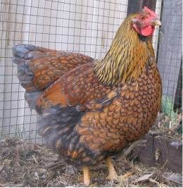 Blue laced gold wyandotte Wyandotte Chicken Eggs, Blue Laced Wyandotte, Gold Laced Wyandotte, Wyandotte Hen, Chicken Rearing, Wyandotte Chicken, Types Of Chickens, Backyard Chicken Farming, Beautiful Chickens