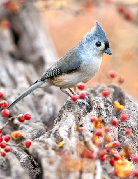 How to Identify a Tufted Titmouse - Birds and Blooms Small Feather Tattoo, Farm Tips, Titmouse Bird, Tufted Titmouse, Hanging Upside Down, Paintings Tutorials, Live Animals, Backyard Birds, Bird Pictures