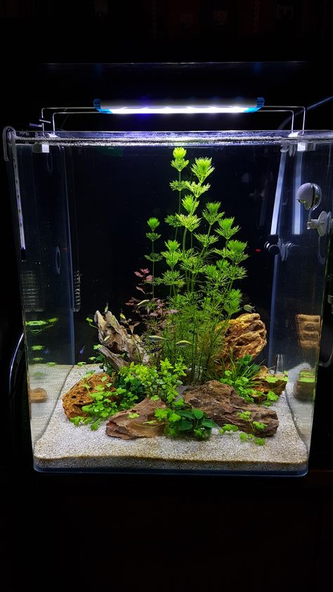 Underwater Fairy Garden, Aqua Terrarium With Fish, Tall Tank Aquascape, Simple Aquascape Ideas, Mini Aquarium Ideas Fish Tanks, Simple Fish Tank Ideas, Mini Aquarium Ideas, Simple Aquarium Ideas, Aquascape Mini