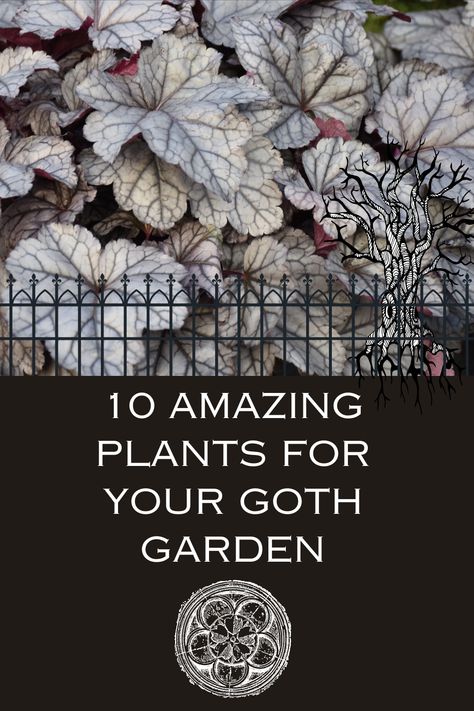 Read about 10 great picks for the Goth garden. These plants with black foliage and dark burgundy leaves will go along way towards helping you create the Goth garden of your dreams. Get inspired before your next trip to the plant nursery! Gothic Front Yard Landscaping, All Black Garden, Dark Foliage Plants, Goth Garden Design, Gothic Rose Garden, Black House Landscaping, Goth Garden Aesthetic, Goth Garden Ideas, Home Plants Aesthetic