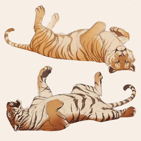 Big Cat Poses Drawing Reference, Big Cat Drawing, Nora Potwora, Tiger Drawing, Big Cats Art, Animal Study, Tiger Art, Creature Concept Art, Animal Sketches