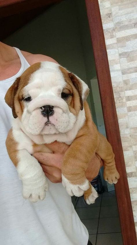 Bull Dog Puppies, Cute Bulldog Puppies, Dog Accesories, Puppies Cute, Reactive Dog, Very Cute Puppies, Bulldog Francese, Super Cute Puppies, Cute Bulldogs