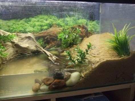 Correct Rainbow Crab Home? - Reptile Forums Halloween Crab, Crab Tank, Hermit Crab Habitat, Hermit Crab Tank, Frog Habitat, Fiddler Crab, Turtle Aquarium, Fish Tank Themes, Turtle Habitat