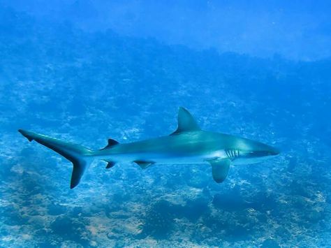 grey reef shark Aquarium Painting, Grey Reef Shark, Pet Shark, Seashells Photography, Shark Man, Reef Shark, Bigger Boat, Quick Draw, Sharks